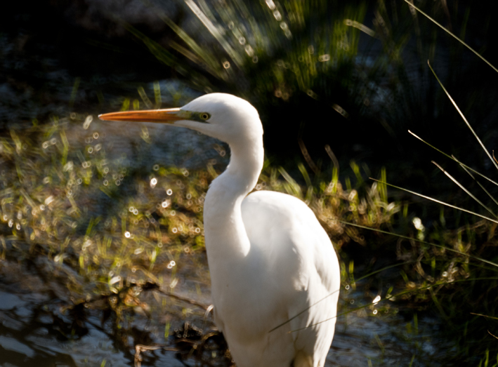 Airone bianco e cormorani